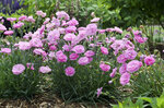 'Sweetie Pie' Dianthus