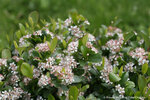 Low Scape Mound Chokeberry in flower