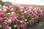 A flowering hedge of Zinfin Doll panicle hydrangea. A flowering hedge of Zinfin Doll panicle hydrangea.