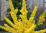 Show Off Forsythia