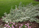 White Album Euonymus