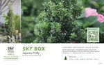 Ilex Sky Box® (Japanese Holly) 11x7" Variety Benchcard