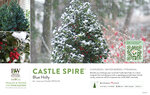 Ilex Castle Spire® (Blue Holly) 11x7" Variety Benchcard