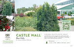 Ilex Castle Wall® (Blue Holly) 11x7" Variety Benchcard