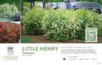 Itea Little Henry® (Sweetspire) 11x7" Variety Benchcard