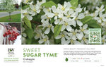 Malus Sweet Sugar Tyme® (Crabapple) 11x7" Variety Benchcard