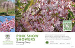 Prunus Pink Snow Showers™ (Weeping Cherry) 11x7" Variety Benchcard
