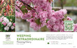 Prunus Weeping Extraordinaire™ (Weeping Cherry) 11x7" Variety Benchcard