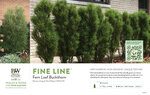 Rhamnus Fine Line® (Buckthorn) 11x7" Variety Benchcard