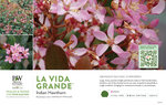 Rhaphiolepis La Vida Grande® (Indian Hawthorn) 11x7" Variety Benchcard
