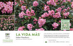 Rhaphiolepis La Vida Más® (Indian Hawthorn) 11x7" Variety Benchcard