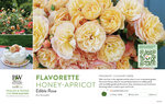 Rosa Flavorette® Honey-Apricot (Edible Rose) 11x7" Variety Benchcard