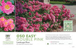 Rosa Oso Easy® Double Pink (Landscape Rose) 11x7" Variety Benchcard