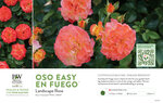 Rosa Oso Easy En Fuego™ (Landscape Rose) 11x7" Variety Benchcard