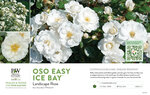 Rosa Oso Easy Ice Bay® (Landscape Rose) 11x7" Variety Benchcard