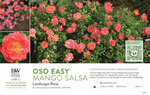 Rosa Oso Easy® Mango Salsa (Landscape Rose) 11x7" Variety Benchcard