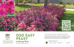 Rosa Oso Easy Peasy® (Landscape Rose) 11x7" Variety Benchcard