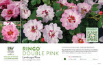 Rosa Ringo® Double Pink (Landscape Rose) 11x7" Variety Benchcard