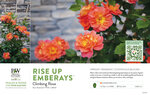 Rosa Rise Up Emberays® (Climbing Rose) 11x7" Variety Benchcard