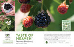 Rubus Taste of Heaven™ (Blackberry) 11x7" Variety Benchcard