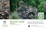 Sambucus Black Lace® (Elderberry) 11x7" Variety Benchcard