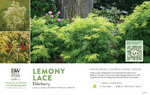Sambucus Lemony Lace® (Elderberry) 11x7" Variety Benchcard