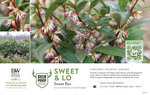 Sarcococca Sweet & Lo™ (Sweet Box) 11x7" Variety Benchcard