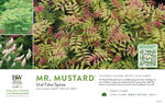 Sorbaria Mr. Mustard® (False Spirea) 11x7" Variety Benchcard