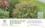 Spiraea Double Play Big Bang® 11x7" Variety Benchcard