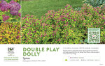 Spiraea Double Play Dolly® (Spirea) 11x7" Variety Benchcard