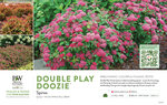 Spiraea Double Play Doozie® 11x7" Variety Benchcard