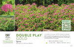 Spiraea Double Play® Gold 11x7" Variety Benchcard