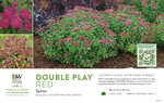 Spiraea Double Play® Red 11x7" Variety Benchcard