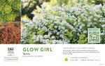 Spiraea Glow Girl® (Birch Leaf Spirea) 11x7" Variety Benchcard