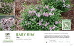Syringa Baby Kim® (Lilac) 11x7" Variety Benchcard