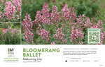 Syringa Bloomerang Ballet™ (Reblooming Lilac) 11x7" Variety Benchcard