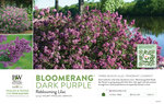 Syringa Bloomerang® Dark Purple (Reblooming Lilac) 11x7" Variety Benchcard