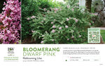 Syringa Bloomerang® Dwarf Pink (Reblooming lilac) 11x7" Variety Benchcard