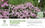 Syringa Bloomerang Purpink® (Reblooming Lilac) 11x7" Variety Benchcard