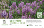 Syringa Scentara® Double Blue (Lilac) 11x7" Variety Benchcard