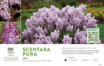 Syringa Scentara Pura® (Lilac) 11x7" Variety Benchcard