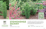 Taxus Stonehenge Skinny® (Yew) 11x7" Variety Benchcard