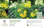 Tecoma Chicklet® Gold (Trumpet Bush) 11x7" Variety Benchcard