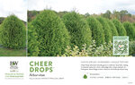 Thuja Cheer Drops® (Arborvitae) 11x7" Variety Benchcard