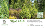 Thuja Polar Gold® (Arborvitae) 11x7" Variety Benchcard