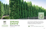 Thuja Spring Grove® (Arborvitae) 11x7" Variety Benchcard