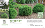 Thuja Tater Tot® (Arborvitae) 11x7" Variety Benchcard