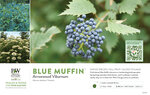 Viburnum Blue Muffin® 11x7" Variety Benchcard