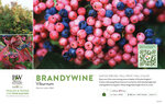 Viburnum Brandywine™ 11x7" Variety Benchcard