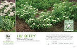 Viburnum Lil' Ditty® 11x7" Variety Benchcard